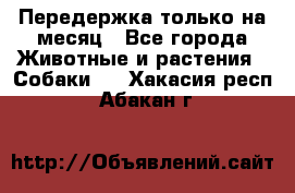 Передержка только на месяц - Все города Животные и растения » Собаки   . Хакасия респ.,Абакан г.